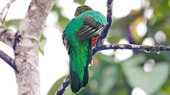 Golden-Headed Quetzal (Pharomachrus auriceps)