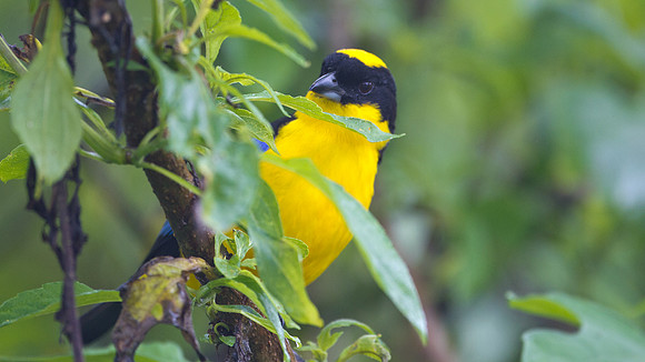Blue-winged Mountain Tanager (Anisognathus somptuosus)