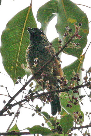 Spangle-cheeked Tanager (Tangara dowii)