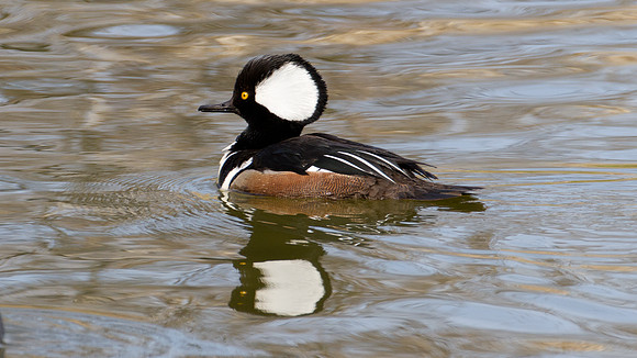 Hooded Merganser (Lophodytes cucullatus) male