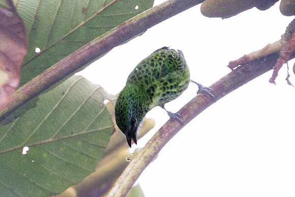Spotted Tanager (Tangara punctata)