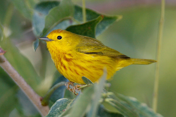 Yellow Warbler (Dendroica petechia) male