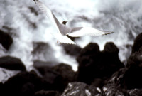 Swallow-tailed Gull (Creagrus furcatus)