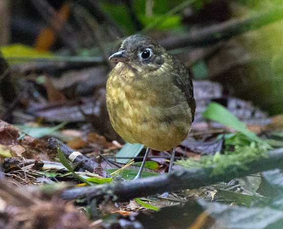 Plain-backed Antpitta (Grallaria haplonota)