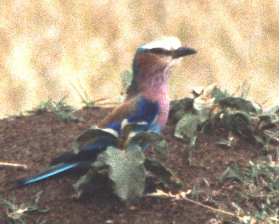 Lilac-breasted Roller (Coracias caudatus)