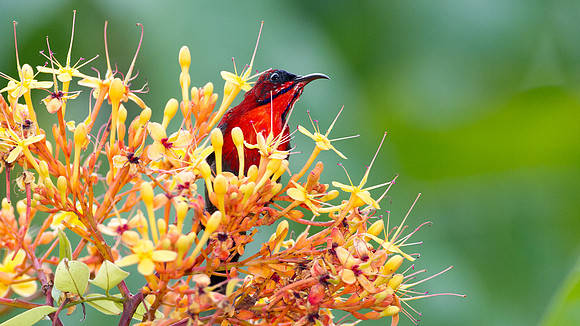 Eastern Crimson Sunbird (Aethopyga siparaja)