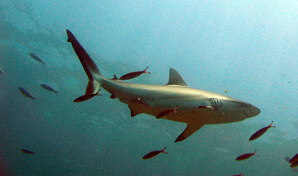 Grey Reef Shark (Carcharhinus amblyrhynchos)
