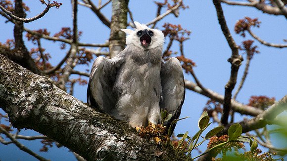 Harpy Eagle (Harpia harpyja) juvenile