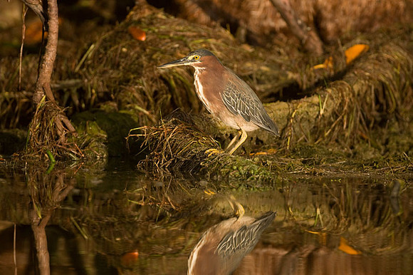 Green Heron (Butorides virescens)