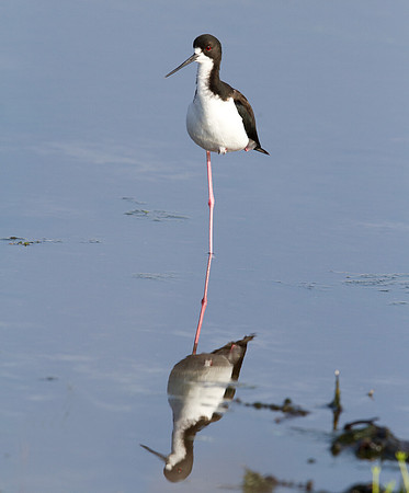 Hawaiian stilt (Himantopus mexicanus knudseni)