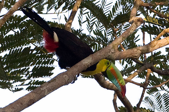 Keel-billed Toucan (Ramphastos sulfuratus) also known as Sulfur-breasted Toucan, Rainbow-billed Toucan