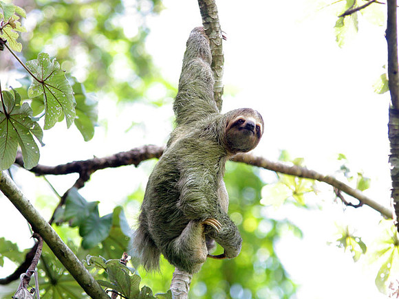 Brown-throated Sloth (Bradypus variegatus)