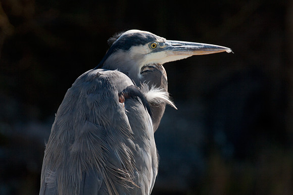 Great Blue Heron (Ardea herodias)