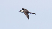Pomarine Skua (Stercorarius pomarinus)