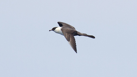 Pomarine Skua (Stercorarius pomarinus)