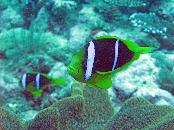 Clownfish (Family Pomacentridae)