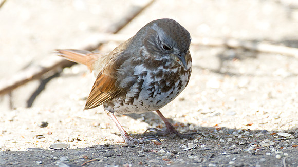 California Towhee (Melozone crissalis)