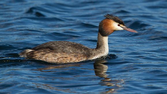 Great crested grebe (Podiceps cristatus)