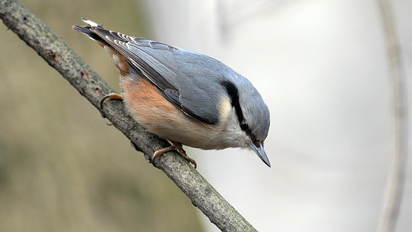 Eurasian Nuthatch (Sitta europaea)