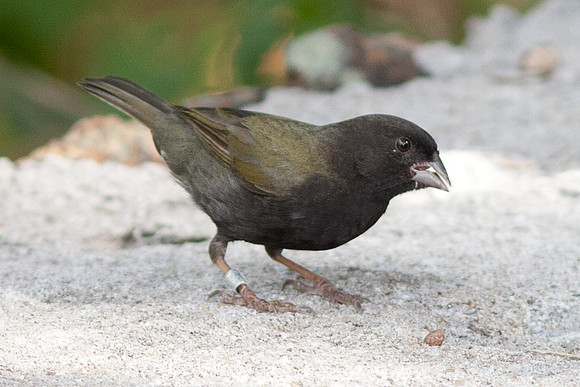 Black-faced Grassquit (Tiaris bicolor)