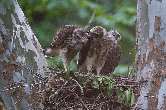 Red-shouldered Hawk (Buteo lineatus) juvenile