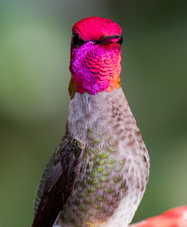 Anna's Hummingbird (Calypte anna)
