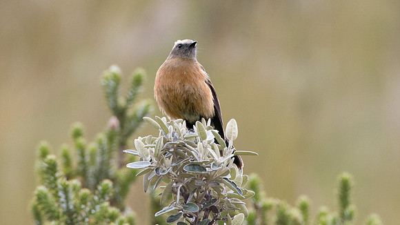 Brown-backed Chat-Tyrant (Ochthoeca fumicolor)