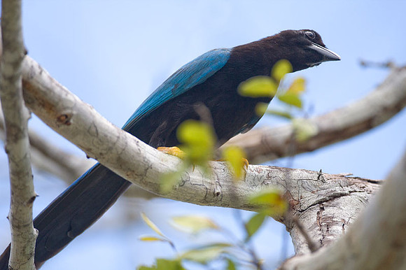Yucatan Jay (Cyanocorax yucatanicus)