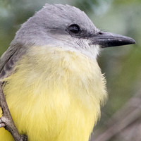 9V3A6054-thumb