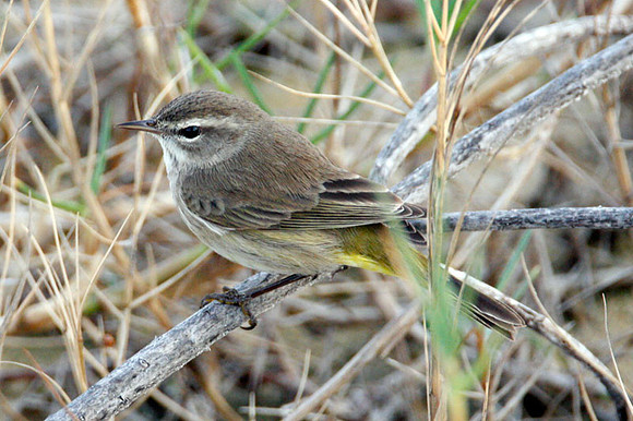 Palm Warbler (Dendroica palmarum)