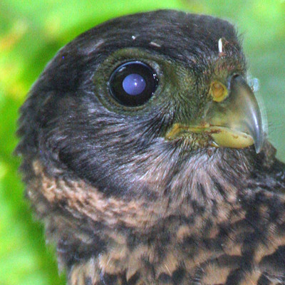 Collared Forest-falcon (Micrastur semitorquatus) juvenile