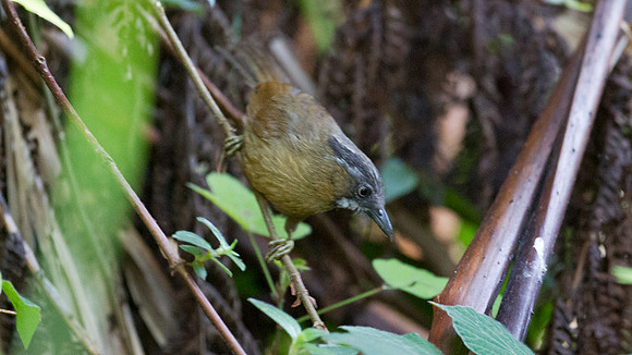 Grey-throated Babbler (Stachyris nigriceps)