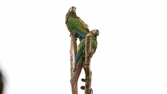 Chestnut-fronted Macaw (Ara severus)