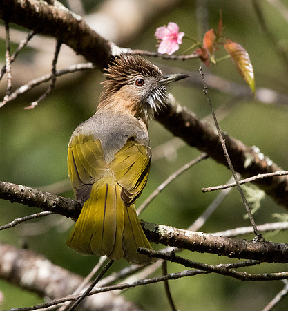 Mountain bulbul (Ixos mcclellandii)