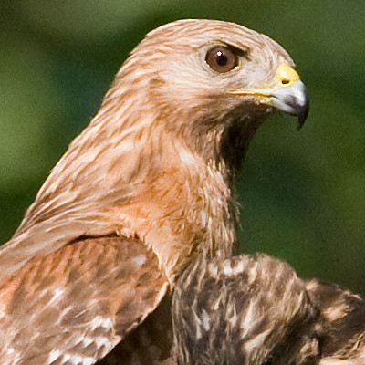 Red-shouldered Hawk (Buteo lineatus)
