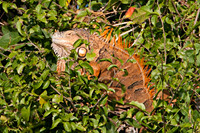 Green Iguana (Iguana iguana) also known as Common Iguana