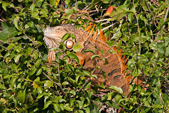 Green Iguana (Iguana iguana) also known as Common Iguana