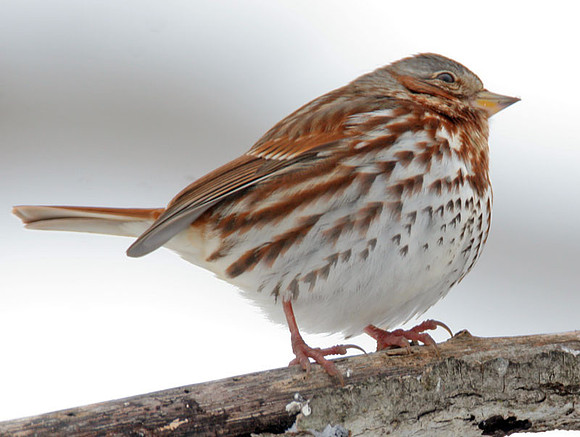 Fox Sparrow (Passerella iliaca)