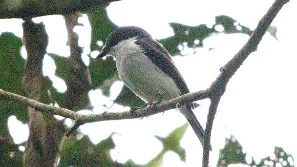 Black-winged flycatcher-shrike (Hemipus hirundinaceus)