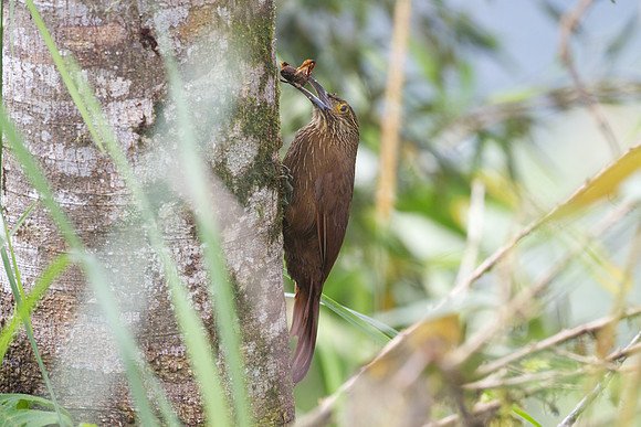 Strong-billed Woodcreeper (Xiphocolaptes promeropirhynchus)