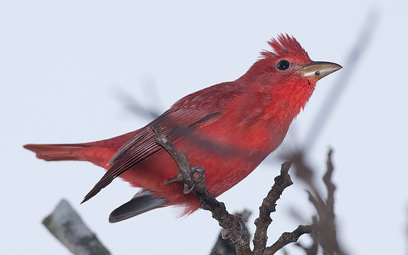 Hepatic Tanager (Piranga flava) male