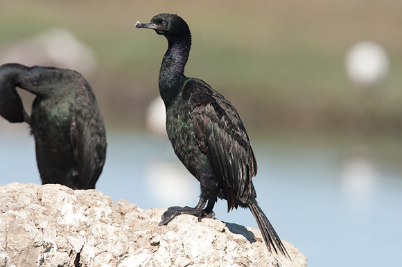 Pelagic Cormorant (Phalacrocorax pelagicus)