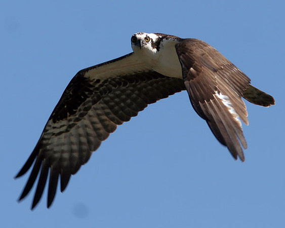 Western Osprey (Pandion haliaetus)