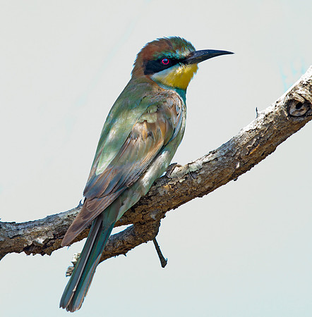 European Bee-eater (Merops apiaster)