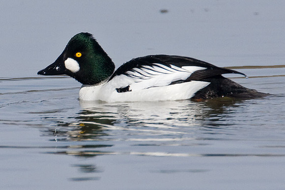 Common Goldeneye (Bucephala clangula)
