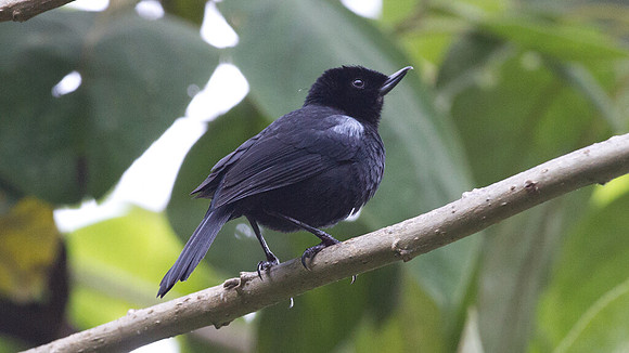 Glossy Flowerpiercer (Diglossa lafresnayii)
