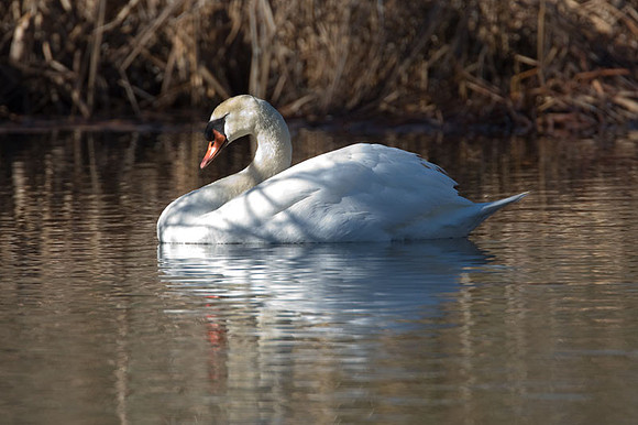 Mute Swan (Cygnus olor)