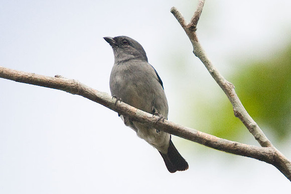 Plain-coloured Tanager (Tangara inornata)