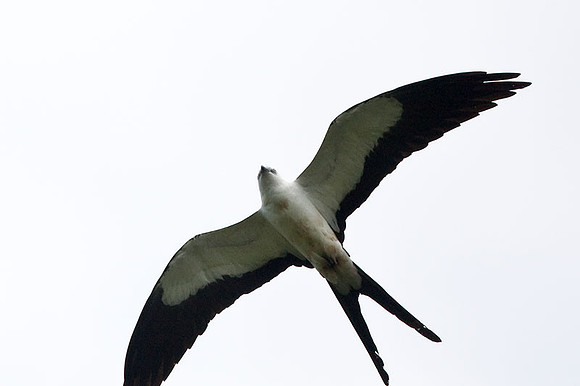 Swallow-tailed Kite (Elanoides forficatus)