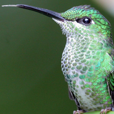 Green-crowned Brilliant (Heliodoxa jacula) female